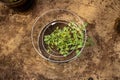 Tomato plant in a hoop in a wooden barrel in a garden shot from above in a garden