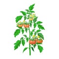 Tomato plant illustration isolated on white background. healthy flowering tomato bush with green and ripening fruits on branches.