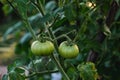 Tomato plant immature green fruits Royalty Free Stock Photo