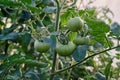 Tomato plant immature green fruits Royalty Free Stock Photo