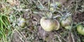 Tomato plant is infected by late blight disease Royalty Free Stock Photo