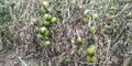 Tomato plant is infected by late blight disease