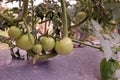 Tomato plant in intensive production orchard