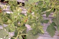 Tomato plant in intensive production orchard