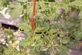 Tomato plant in intensive production orchard