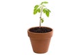 Tomato plant isolated against white Royalty Free Stock Photo