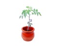 Tomato plant