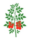 Tomato plant. Isolated tomato on white background Royalty Free Stock Photo