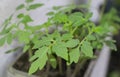 Tomato Plant and its Green Leaves Royalty Free Stock Photo