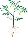 Tomato plant with leaf, unripe tomatoes, and root system in flat style