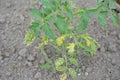 tomato plant with leaves damaged by the disease. Blight Royalty Free Stock Photo