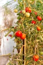 Tomato plant in the organic greenhouse. Royalty Free Stock Photo