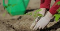 Tomato plant, Planting vegetables. Hands of a farmer while planting a plant in a vegetable garden. Agriculture beginning Royalty Free Stock Photo