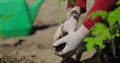 Tomato plant, Planting vegetables. Hands of a farmer while planting a plant in a vegetable garden. Agriculture beginning Royalty Free Stock Photo