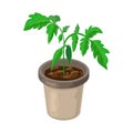 Tomato plant in pot isolated. healthy young tomato seedlings potted. realistic illustration of tomato sprout and growing