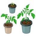 Tomato plant in pot isolated. healthy young tomato seedlings potted. realistic illustration of tomato sprouts and