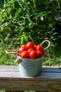 The tomato plant produced a good harvest of fresh fruit Royalty Free Stock Photo