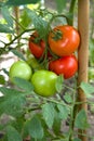 Tomato plant Royalty Free Stock Photo