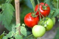 Tomato plant Royalty Free Stock Photo