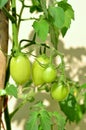 Tomato plant ripe on tree