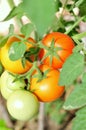 Tomato plant ripe on tree