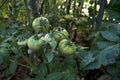 Tomato plant ripening fruits Royalty Free Stock Photo