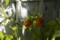 Tomato plant with ripening red tomatoes. Vegetable garden on the balcony. Nature in the city Royalty Free Stock Photo