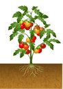 Tomato plant with root under the ground Royalty Free Stock Photo