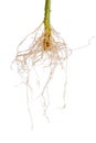 tomato plant roots is isolated on white Royalty Free Stock Photo