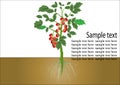 Tomato plant with roots , red fruits green leave underground roots