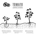 Tomato plant with roots vector growing stages