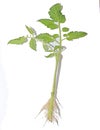 Tomato plant with roots on a white background Royalty Free Stock Photo