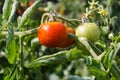 Tomato plant`s Branch with flowers, ripe and green cherry tomatoes in a garden. Royalty Free Stock Photo