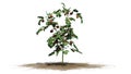 Tomato plant on sand erea