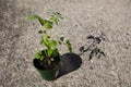 Tomato Plant (solanum lycopersicum) in harsh environment