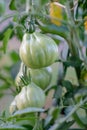 Tomato plant Royalty Free Stock Photo