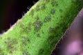 Tomato plant stem affected by Late Blight - Phytophthora infestans. Royalty Free Stock Photo