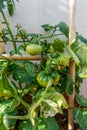 A tomato plant with still green, unripe tomatoes - the garden season begins Royalty Free Stock Photo