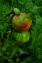 Tomato plant with tomatoes. Royalty Free Stock Photo