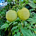 Tomato plant with tomatoes still green after rain on sunday afternoon. Royalty Free Stock Photo