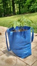 Tomato plant in a tote bag