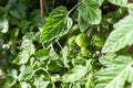 Tomato plant in a vegetable plot in a home grown garden