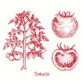 Tomato plant, whole tomato and cut half. Ink black and white doodle drawing Royalty Free Stock Photo