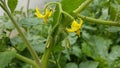 Tomato plant yellow flowers