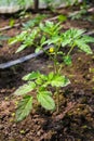 Tomato plant, young green herb growing in the ground Royalty Free Stock Photo