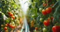 tomato plantation in an environmentallyfriendly growing facility Royalty Free Stock Photo