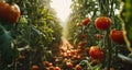 tomato plantation in an environmentallyfriendly growing facility Royalty Free Stock Photo