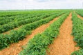 The tomato plantation Royalty Free Stock Photo