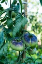 Tomato plants of the blue sea variety. Green tomato fruits. Copy space. Vertical photo