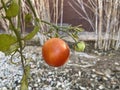 Tomatoes ripening 0554 Royalty Free Stock Photo